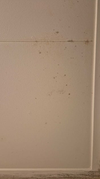 Beginnende schimmelvorming na daklekkage