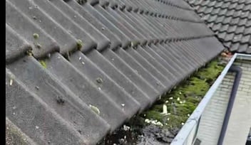 Levensduur per daktype