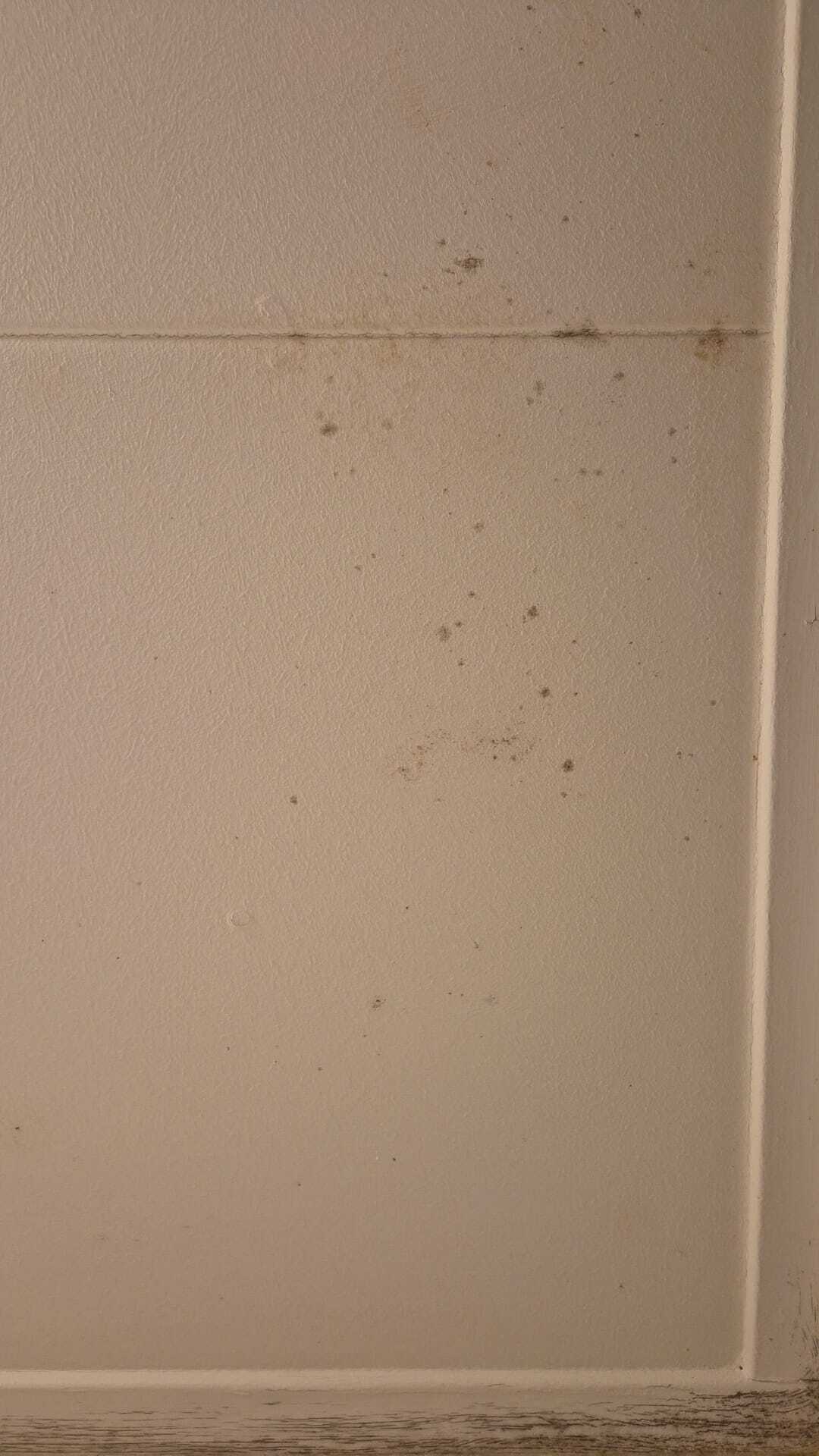 Beginnende schimmelvorming na daklekkage