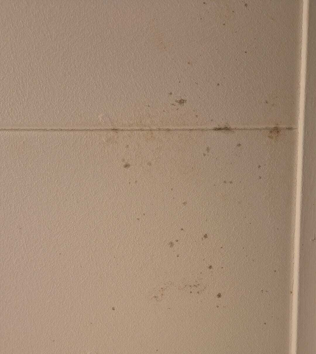 Schimmelvorming door dakgerelateerde vochtproblemen