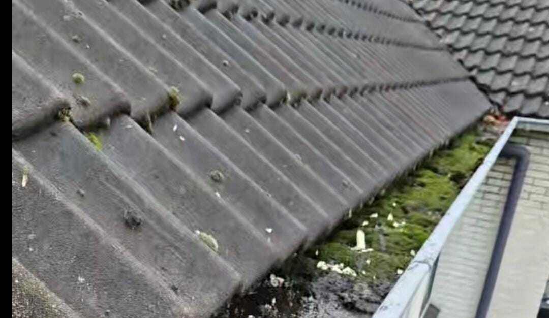 Levensduur per daktype